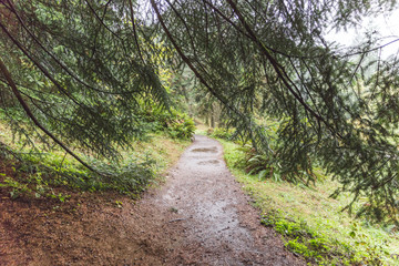 Muddy Walking Path in Forest Park