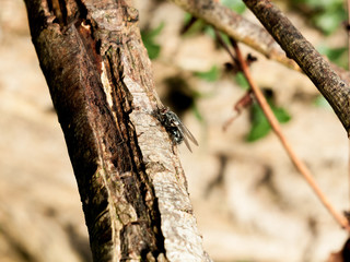 ugly flesh fly on wood close up