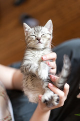 An unknown woman holding a sleeping gray kitten