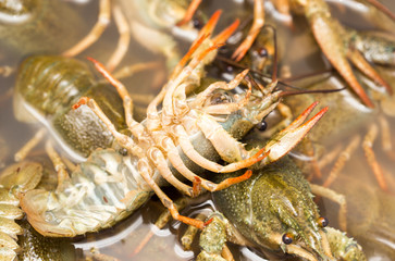 Live crayfish in the water as a background