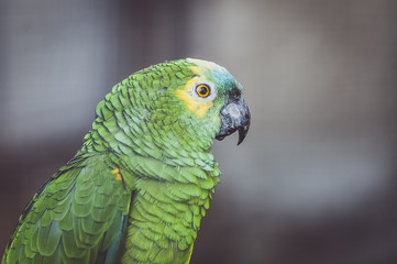 Portrait d'un perroquet amazone