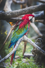 Perroquet ara chloroptère © PicsArt