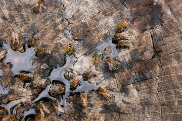 Bees and wasp swarming on honey drops on vintage wooden background..