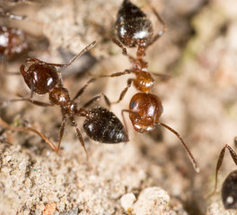 ant on the ground. macro