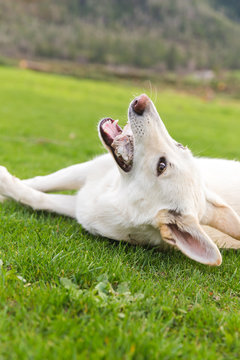 White Dog on Green Grass