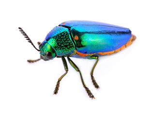 beetle with colored armor isolated on white. Sternocera aequisignata