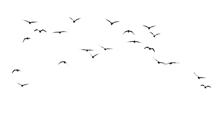 Zelfklevend Fotobehang silhouette of a flock of birds on a white background © schankz