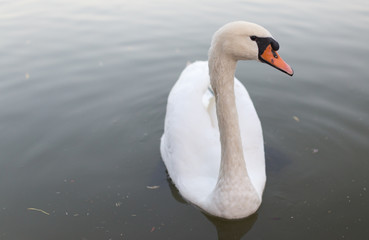 Swan in a pond in nature