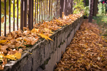 Brown fallen autumn leaves on the sidewalk and fence