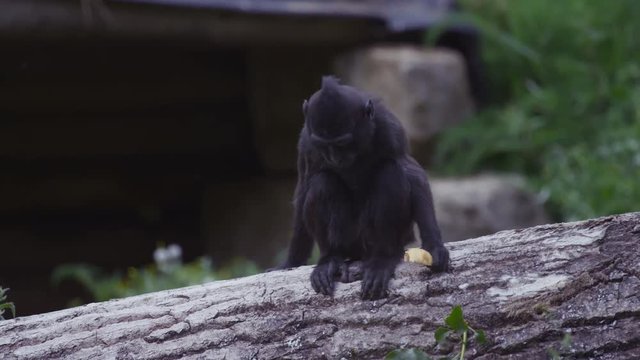 Portrait of crested macaque monkey at wildlife park