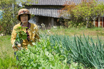 Elderly woman plowing a field