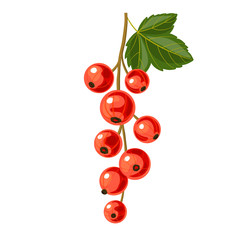 branch of red currant
