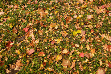 Maple leaves on grass.