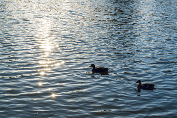 Sparkling sunlight reflects in a lake water on a summer evening