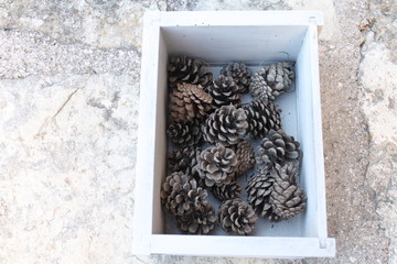 PIÑAS © MONS GUERRERO