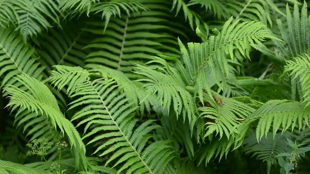 Bushes of fern background