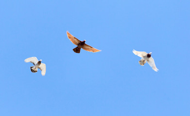 flock of pigeons on blue sky