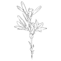 vector drawing flower of lily