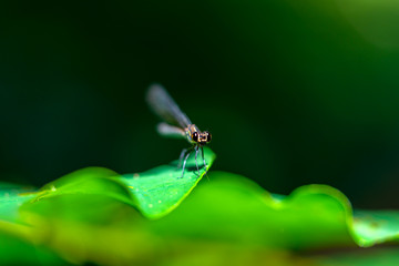 Dragonfly on a leaf in a tropical forest