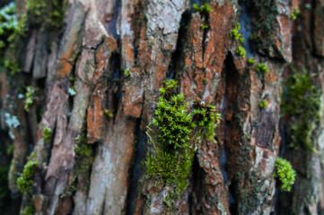 texture of the bark of a brown tree with moss and snow
