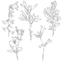 vector drawing flowers