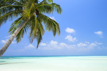 Obraz na płótnie Canvas Coconut palm tree on Maldives island