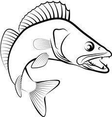 Fototapeta premium Zander fish - clip art illustration