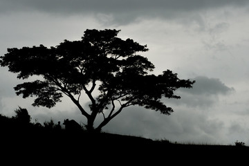 Fototapeta na wymiar big tree on the hill, capas