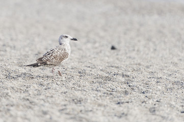 Mouette sur la plage