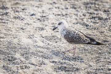 Mouette sur le sable