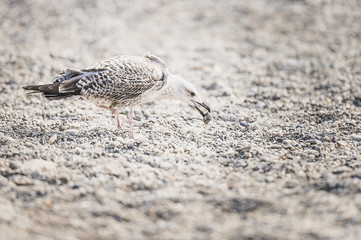 Mouette sur la plage
