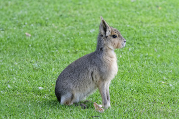 Promenade au zoo...