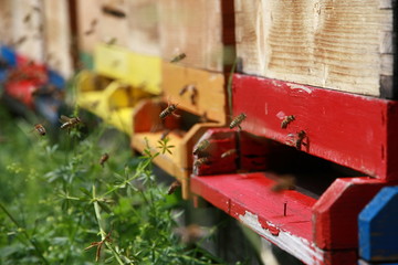 Honigbienen vor Bienenstock 