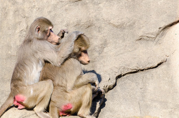 Paviane bei der Fellpflege