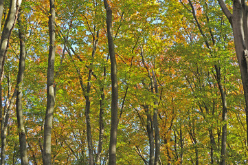 Trees in the forest in autumn.
