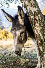 donkey
