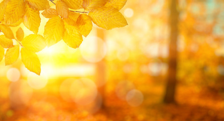 Autumn leaves on sun © Alekss