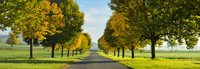Avenue of Linden Trees in Autumn
