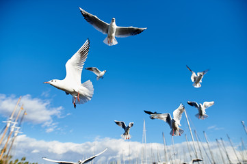 Seagulls flying against blue sky in a marina