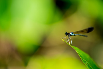 Dragonfly on a leaf in a tropical forest