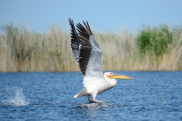 Pelican Pelicans are a genus of large water birds that makes up the family Pelecanidae. They are characterised by a long beak and a large throat pouch used for catching fishing.