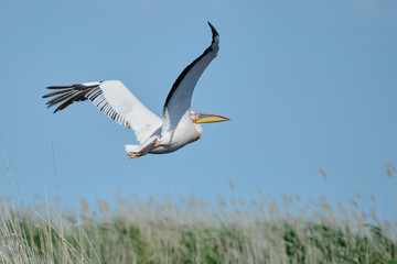 Pelican Pelicans are a genus of large water birds that makes up the family Pelecanidae. They are characterised by a long beak and a large throat pouch used for catching fishing.