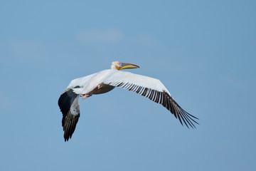Pelican Pelicans are a genus of large water birds that makes up the family Pelecanidae. They are characterised by a long beak and a large throat pouch used for catching fishing.