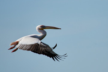 Fototapeta na wymiar Pelican Pelicans are a genus of large water birds that makes up the family Pelecanidae. They are characterised by a long beak and a large throat pouch used for catching fishing.