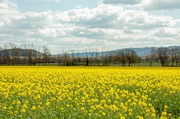 Summertime yellows from the canola crops in the English countryside.