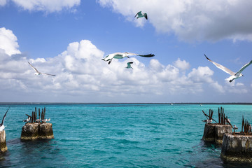 travel, summer, clouds, caribbean, blue, seagulls, sea, nature, landscape, ocean, dominican republic, blue sky, clouds sky