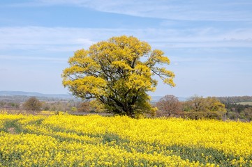 Summertime yellows from the canola crops in the English countryside.