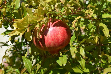pomegranate melograno