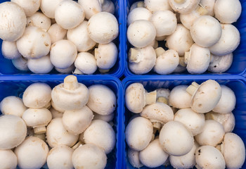 champignons de paris en rayon