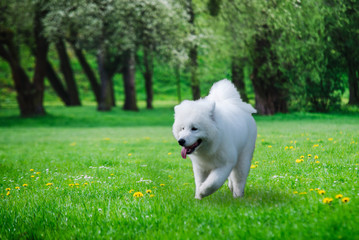 Close up on Samoyed dog running on the grass